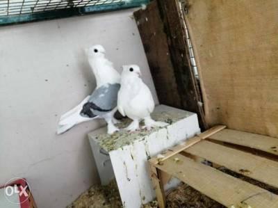 حمام حب رمان طيور حيوانات أليفة اعلانات عمان