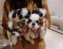 Shitzu puppies for sale