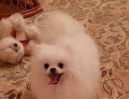 Pomeranian Dog UKRAINE