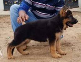 German Shepherd puppies for sale