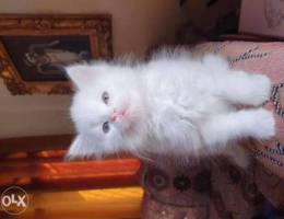 Turkish angora 1 month old