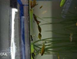 Guppy fishes for sale