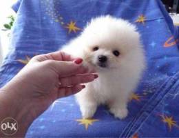 Cream & White Poms Puppy’s For Sale