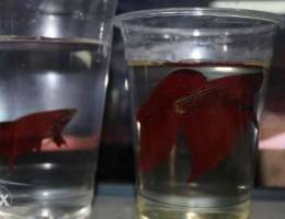 Betta breeding pair for low price