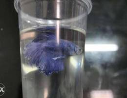 Beautiful male betta for sale