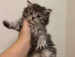 CUTE KITTEN! 1 month & 2 weeks only