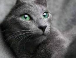 A female russian blue cat/قطة انثى الأزرق ...