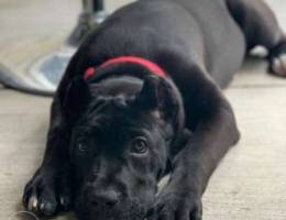 Cane corso puppy