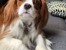 Cavalier King puppy