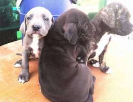 Puppies for sale age 45 daysجراوى كين كورس...