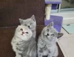 British shorthair