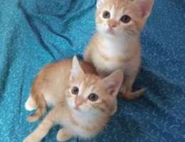 Turkish kittens SALE