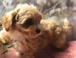 Cute maltipoo Puppy