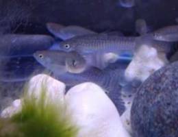 shortsailfin molly 6 for 1 rial