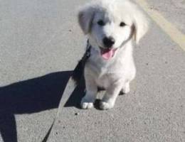 Pure Male White-Golden Retriever