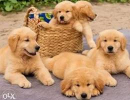 dark golden retriever puppy جراء جولدن لون...