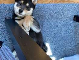 Shiba inu puppy