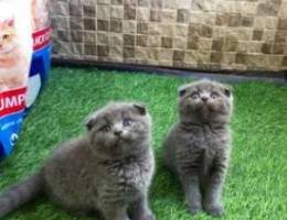 Scottish fold female for sale