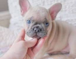 French bulldog For sale