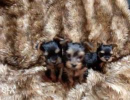 3 Yorkshire Puppies For Sale.