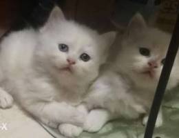 Persian kittens.