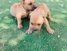 American pitbull puppies