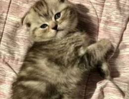 قطط سكوتيش فولد للبيع Scottish fold for sa...