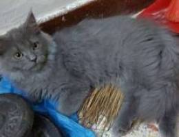 Shirazi dark grey kitten for sale