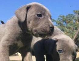 جراء للبيع puppy for sale