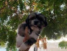 shih tuz puppy شيزو