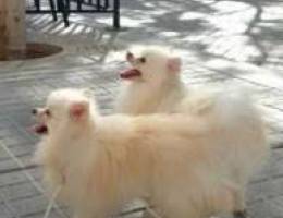 Pomeranian dogs Ukrainian