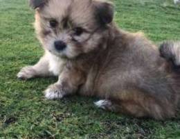 lasa apso puppies فصيلة لازاء ابسو