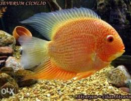 Blood severum