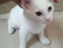 Turkish angora kitten for sale