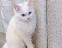 Shirazi Cat for SALE