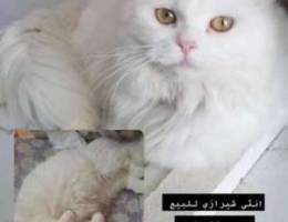 cat for sale / قطه للبيع