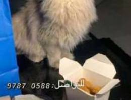 قطة شيرازينة ضايعه| Shirazina cat lost