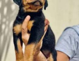 Rottweiler puppies for sale