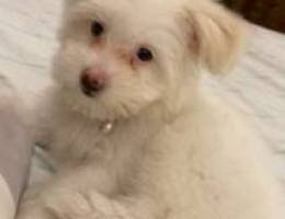 Maltese pure breed imported