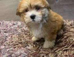 Lhasa Apso - female