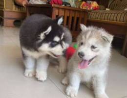 Siberian huskies