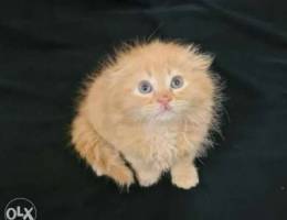 2 months old, Male Scottish Fold