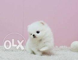 Tiny Teacup Pomeranian Puppies Available f...