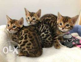 Cute Bengal kitten a for sale