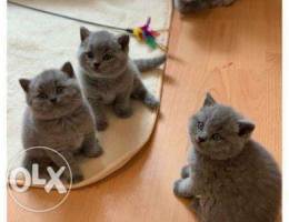 Cute British shorthair kittens for sale