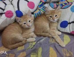 Ginger Turkish Angora