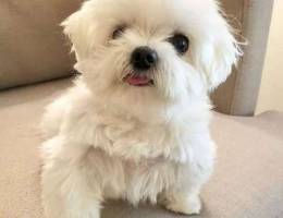 Maltese puppy available for sale