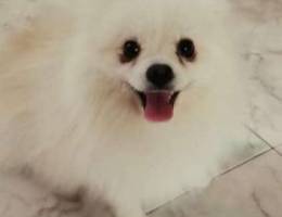 Pomeranian looking for a Loving Family/Hom...