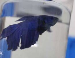 Betta double tail breed for a low price