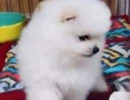 جراء للبيع puppies for sale